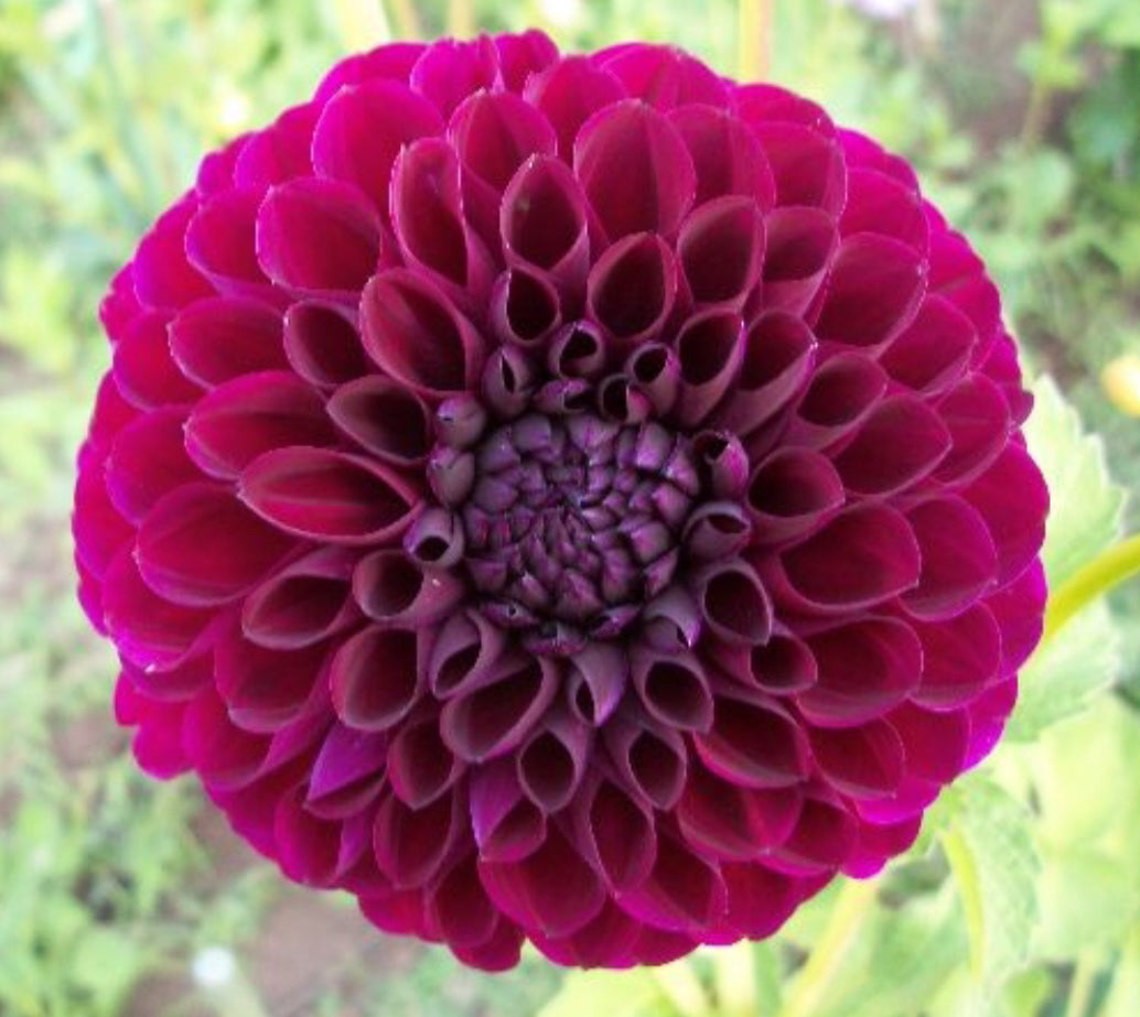 Burgundy Ball Dahlia Tuber