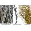 Willow Cuttings (Variety 6 pack)