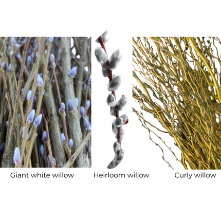 Willow Cuttings (Variety 6 pack)