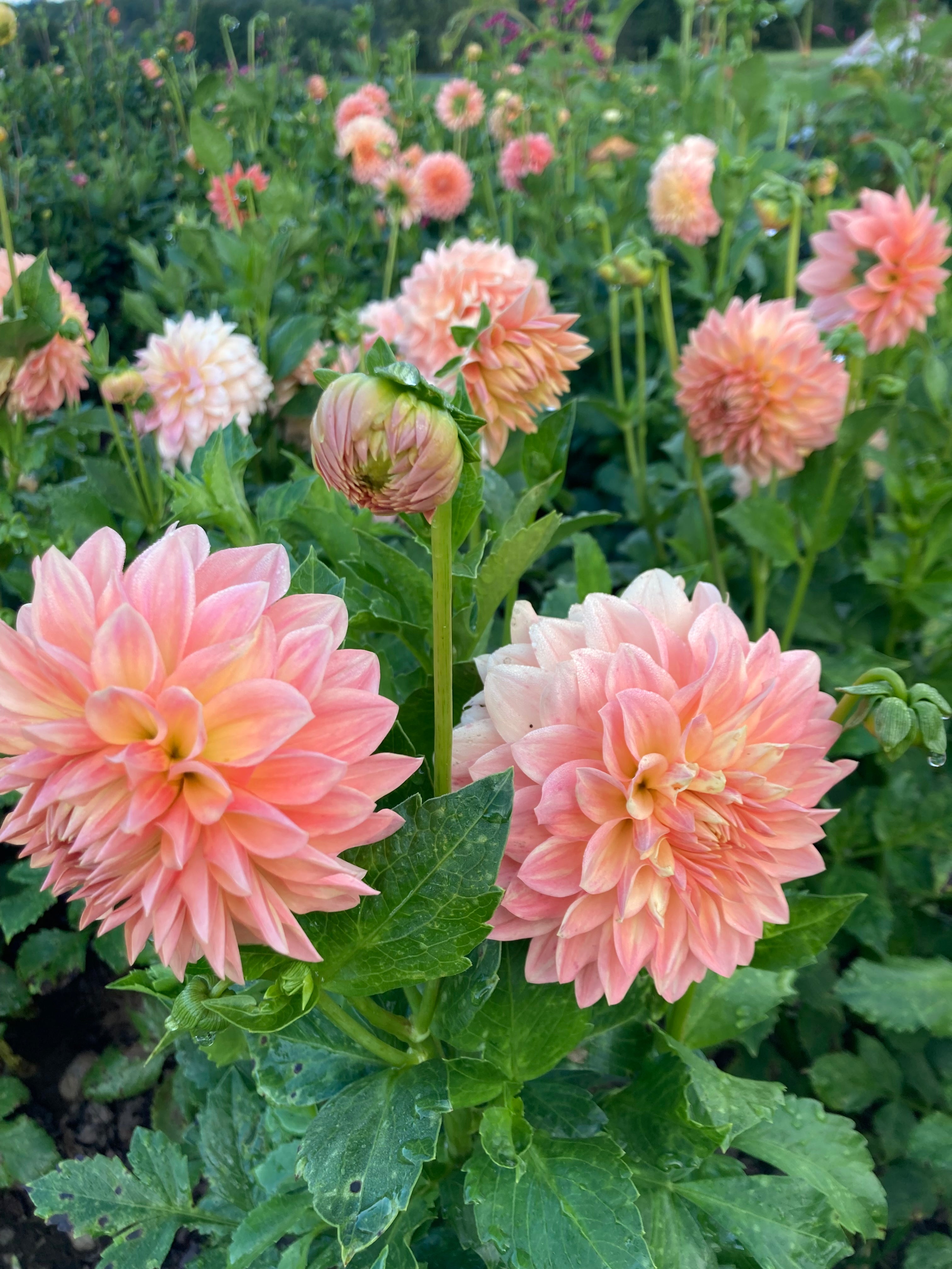 Hamilton Lillian Dahlia Tuber