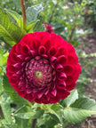 Cornel Dahlia Tuber