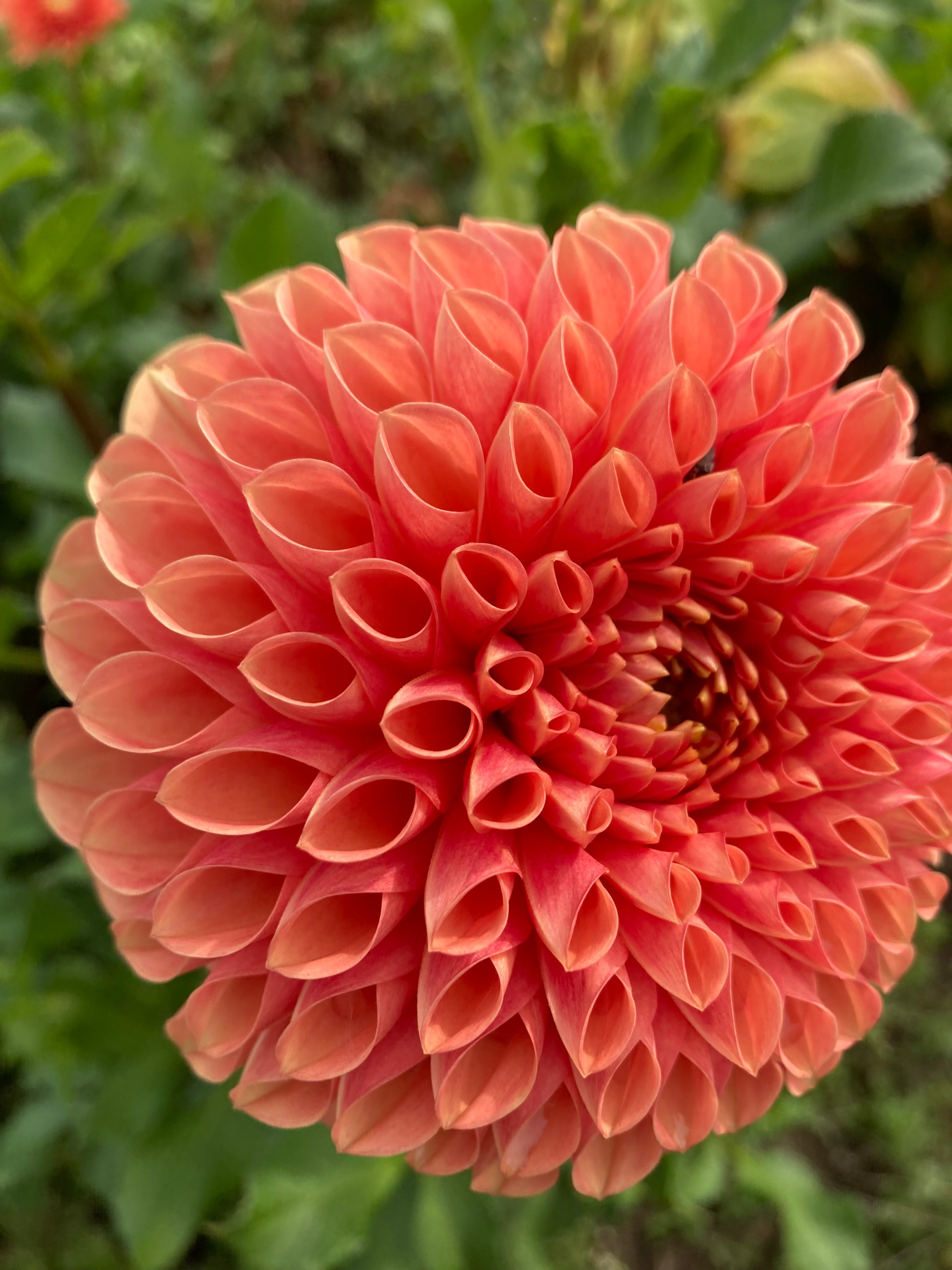 Jowey Linda Dahlia Tuber