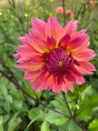 Sonic Boom Dahlia Tuber
