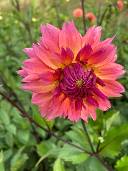 Sonic Boom Dahlia Tuber