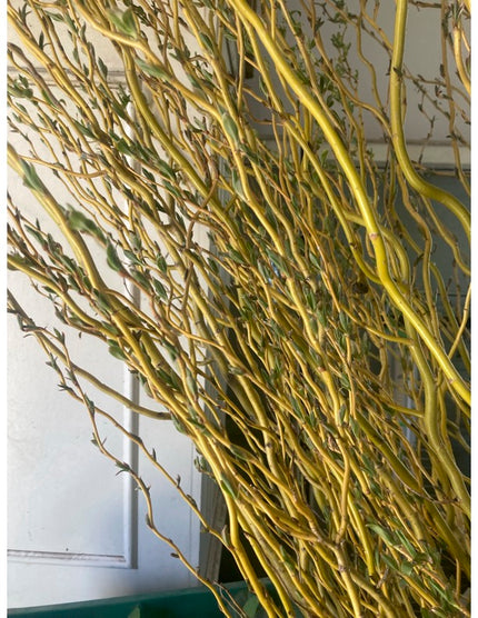 Willow Cuttings (6 pack)