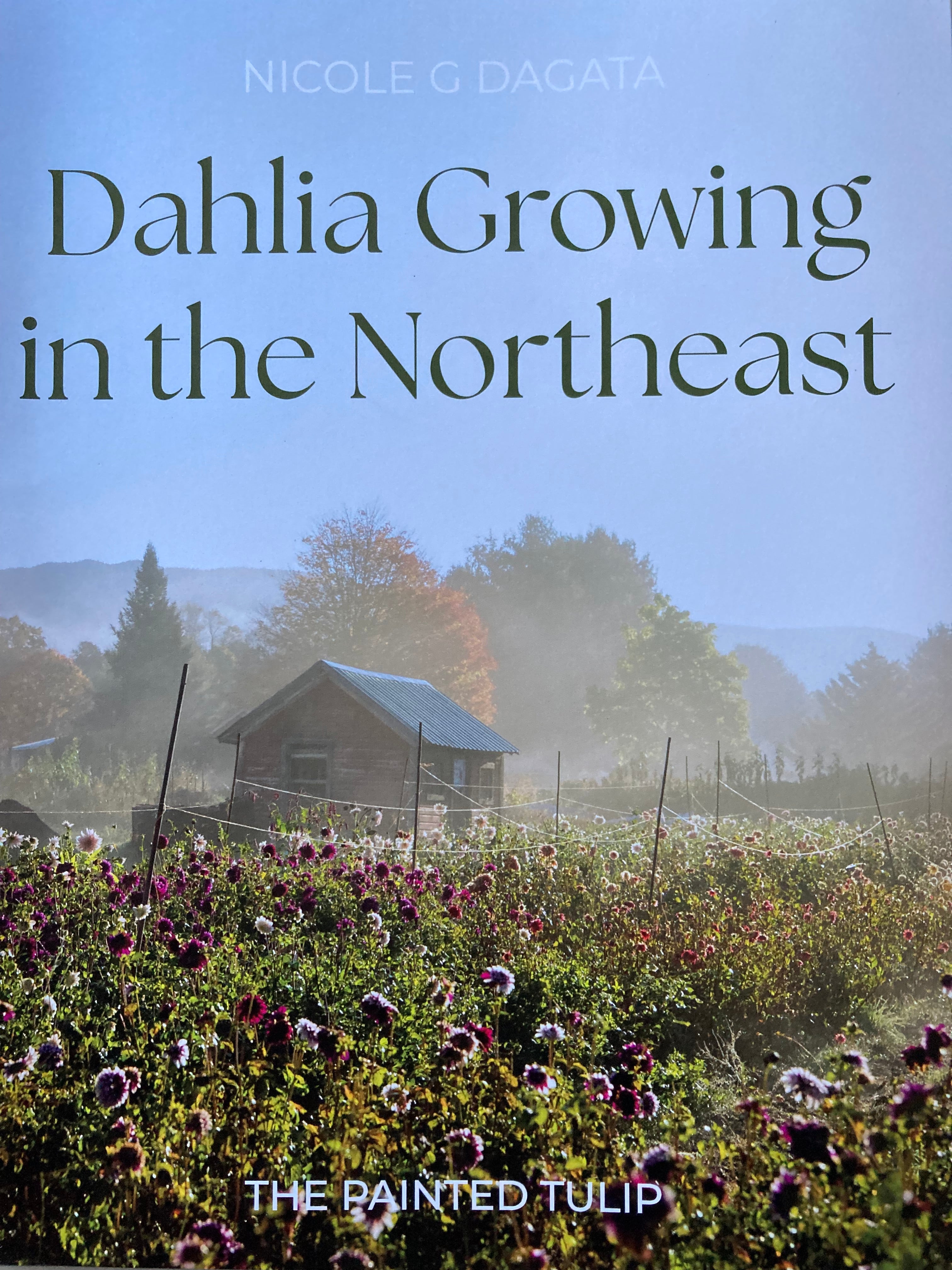Dahlia Growing in the Northeast