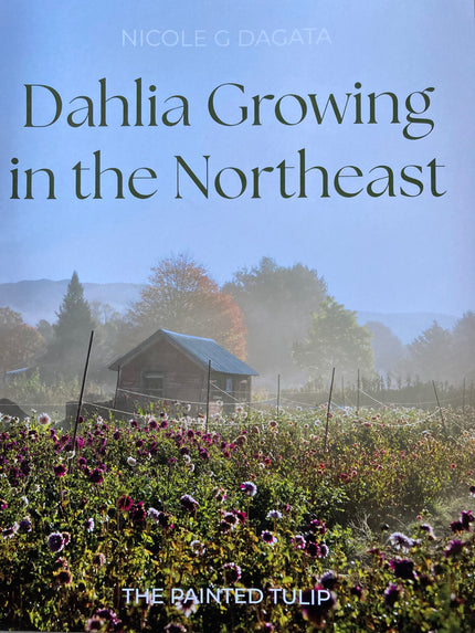 Dahlia Growing in the Northeast