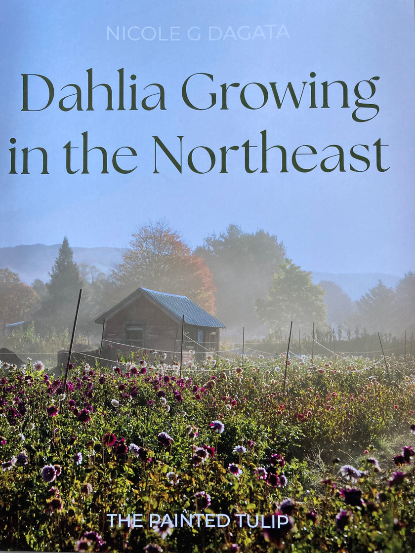 Dahlia Growing in the Northeast
