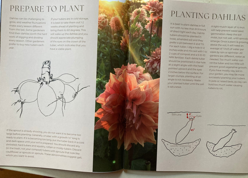 Dahlia Growing in the Northeast