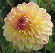 Alpen Sundown Dahlia Tuber