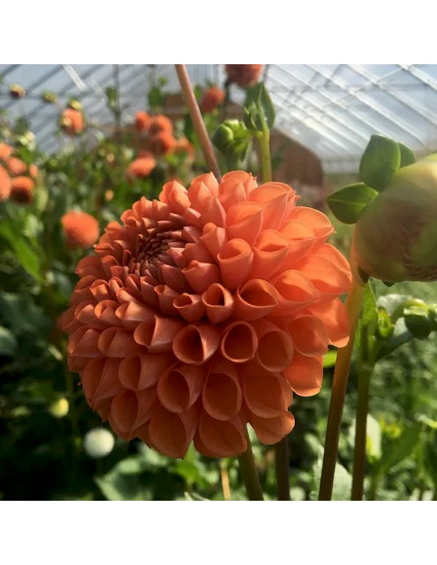Cornel Bronze Dahlia Tuber