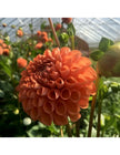 Cornel Bronze Dahlia Tuber