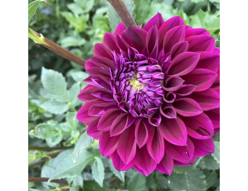 Diva Dahlia Tuber
