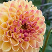 Ferncliff Spice Dahlia Tuber