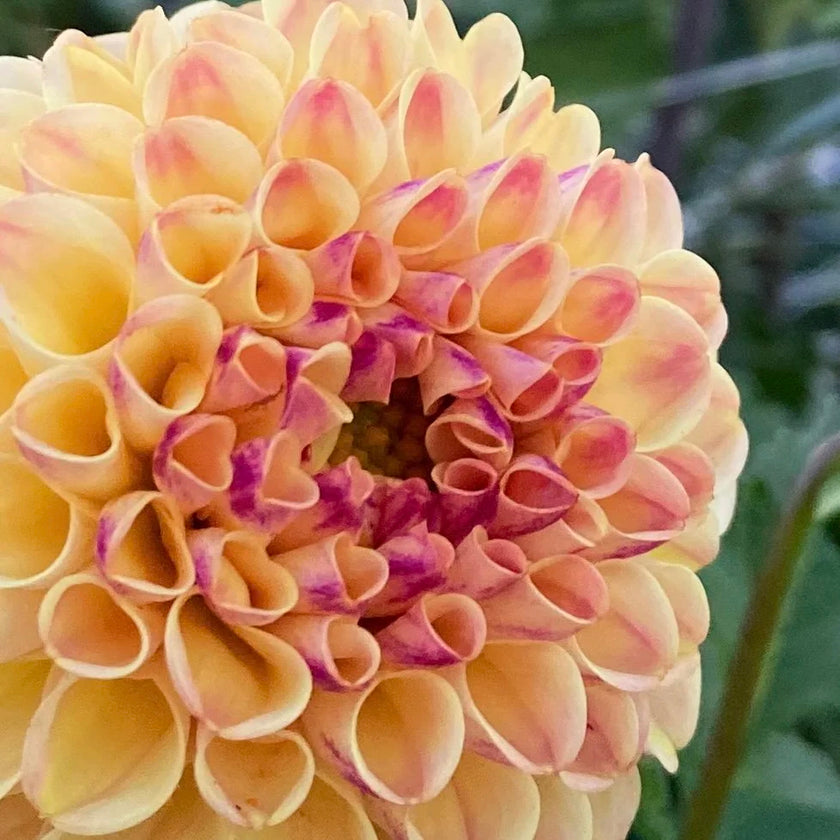 Ferncliff Spice Dahlia Tuber
