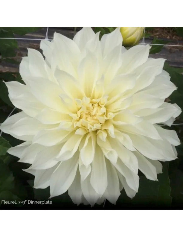 Fleurel Dahlia Tuber