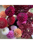 Gardener’s Mixed Dahlia Tubers