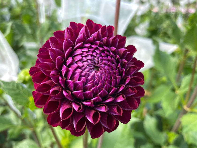 Ivanetti Dahlia Tuber