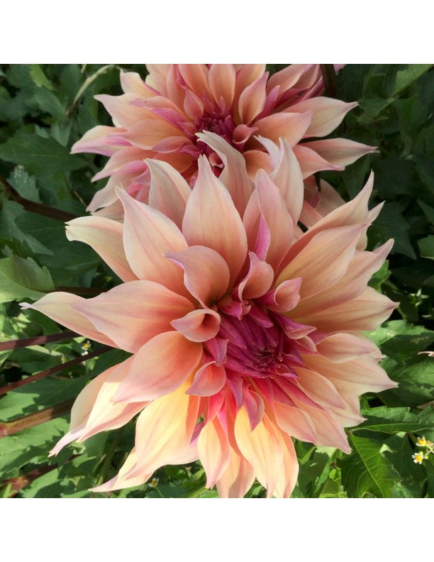 Labyrinth Dahlia Tuber