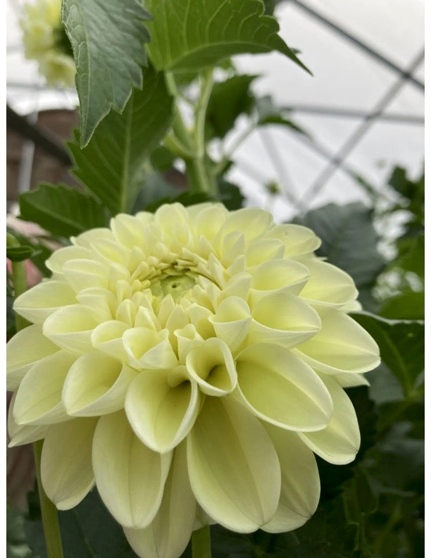 MM Buttercream Dahlia Tuber