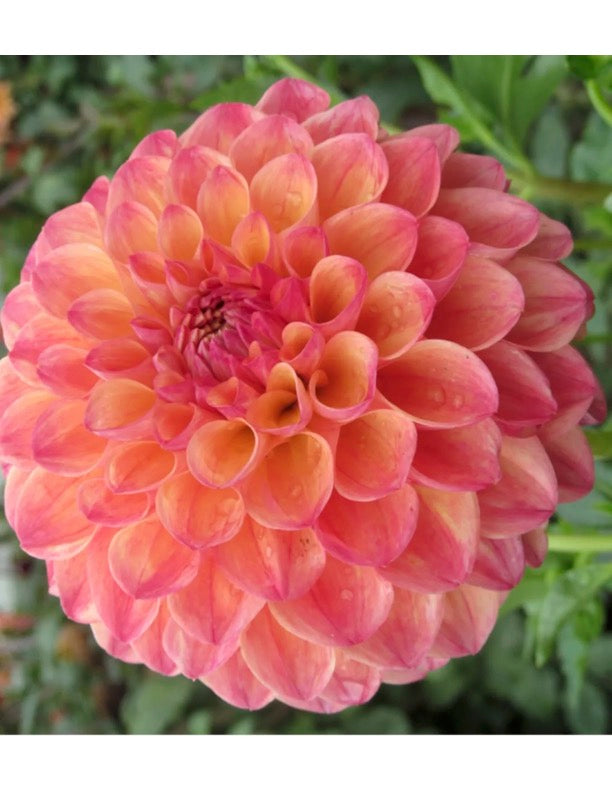 Robin Hood Dahlia Tuber