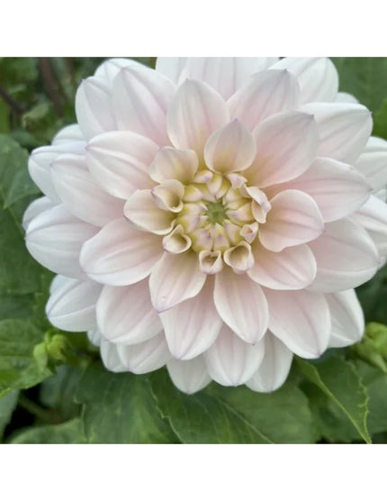 Silver Years Dahlia Tuber