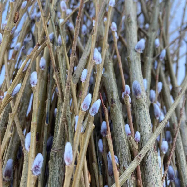 Heirloom Pussy Willow Cuttings