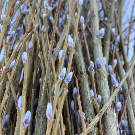 Willow Cuttings (6 pack)