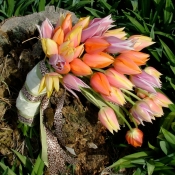 cascading lily tulips wood land